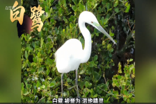 保护白鹭，人人有责