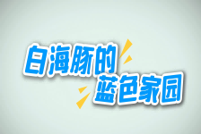 白海豚的蓝色家园