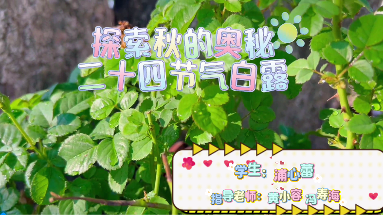 探索秋的奥秘-二十四节气白露