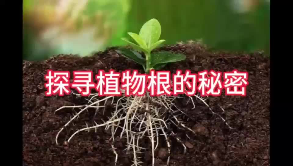 探寻植物根的秘密