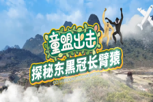 东黑冠长臂猿的跨国守护行动