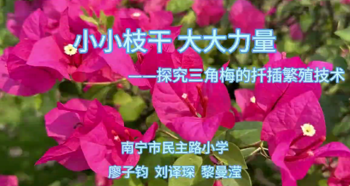 小小枝干，大大力量——探究三角梅的扦插繁殖技术