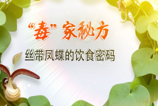 “毒”家秘方——丝带凤蝶的饮食密码