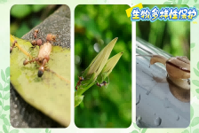 校园里的小邻居们