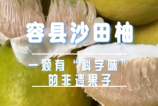 容县沙田柚：一颗有“科学味”的非遗果子
