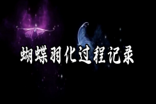 《蝴蝶羽化过程记录》