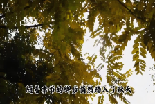 秋叶变黄的奥秘