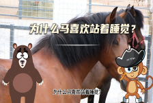 【科学“齐”遇记】为什么马喜欢站着睡觉？