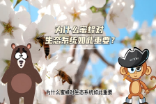 【科学“齐”遇记】为什么蜜蜂对生态系统如此重要？