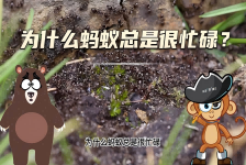 【科学“齐”遇记】为什么蚂蚁总是很忙碌？