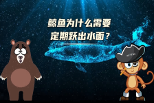 【科学“齐”遇记】鲸鱼为什么需要定期跃出水面？