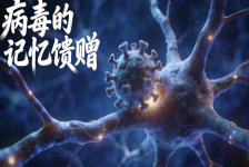 病毒的记忆馈赠