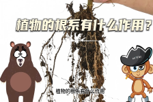 【科学“齐”遇记】植物的根系有什么作用？