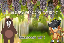 【科学“齐”遇记】葡萄皮上为什么会有“白霜”？