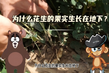 【科学“齐”遇记】为什么花生的果实生长在地下？