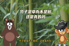 【科学“齐”遇记】竹子是草而不是树，这是真的吗？