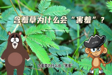 【科学“齐”遇记】含羞草为什么会“害羞”？