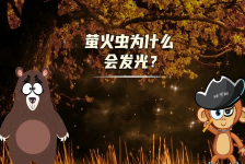 【科学“齐”遇记】萤火虫为什么会发光？