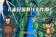 【科学“齐”遇记】孔雀开屏有什么作用？