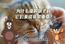 【科学“齐”遇记】为什么猫的胡子对它们来说非常重要？