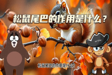 【科学“齐”遇记】松鼠尾巴的作用是什么？