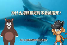 【科学“齐”遇记】为什么海豚睡觉时不会被淹死？