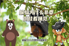 【科学“齐”遇记】蝙蝠为什么非要倒挂着睡觉？
