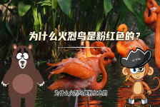 【科学“齐”遇记】火烈鸟为什么是粉红色的？