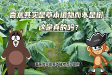 【科学“齐”遇记】香蕉其实是草本植物而不是树，这是真的吗？