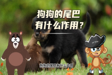 【科学“齐”遇记】狗狗的尾巴有什么作用？
