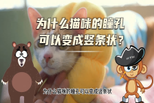 【科学“齐”遇记】为什么猫咪的瞳孔可以变成竖条状？