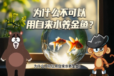 【科学“齐”遇记】为什么不可以用自来水养金鱼？