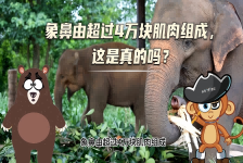 【科学“齐”遇记】象鼻由超过4万块肌肉组成，这是真的吗？