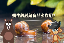 【科学“齐”遇记】蜗牛的触角有什么作用？