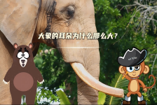 【科学“齐”遇记】大象的耳朵为什么那么大？