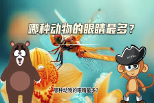 【科学“齐”遇记】哪种动物的眼睛最多？