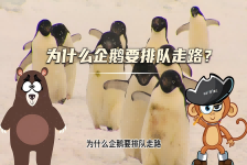 【科学“齐”遇记】为什么企鹅要排队走路？