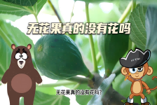 【科学“齐”遇记】无花果真的没有花吗