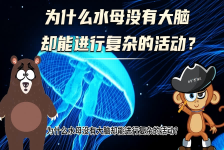 【科学“齐”遇记】为什么水母没有大脑却能进行复杂的活动？