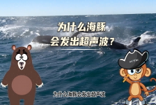 【科学“齐”遇记】为什么海豚会发出超声波？