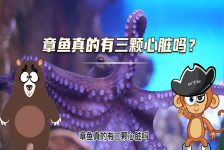 【科学“齐”遇记】章鱼真的有三颗心脏吗？