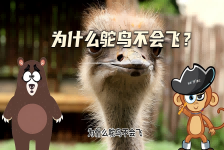 【科学“齐”遇记】为什么鸵鸟不会飞？