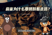 【科学“齐”遇记】麻雀为什么要跳跃着走路？