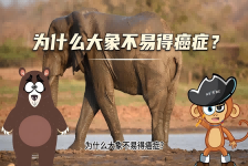 【科学“齐”遇记】为什么大象不易得癌症？