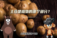【科学“齐”遇记】土豆是植物的哪个部分？