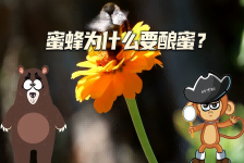 【科学“齐”遇记】蜜蜂为什么要酿蜜？