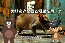 【科学“齐”遇记】为什么老鼠喜欢乱啃东西？