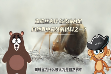 【科学“齐”遇记】蜘蛛丝为什么被认为是自然界中最强的材料之一？