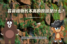 【科学“齐”遇记】苔藓植物长不高的原因是什么？