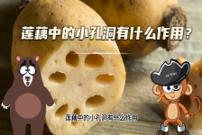 【科学“齐”遇记】莲藕中的小孔洞有什么作用？